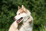 SIBERIAN HUSKY 917
